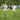 Set of 2 Red Crowned Cranes Garden Sculptures