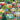 Jigsaw Puzzles